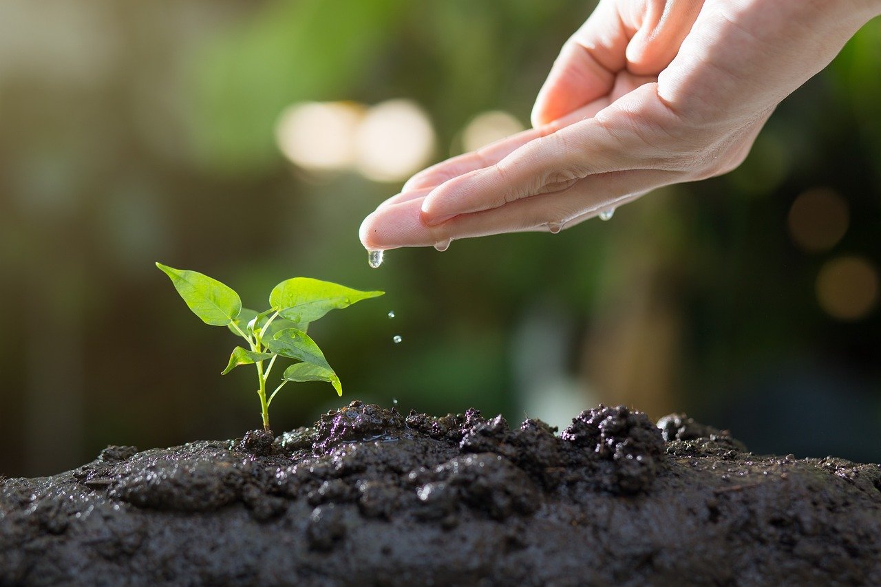 starting a garden for beginners