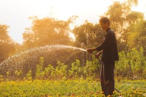 Understand Watering Needs