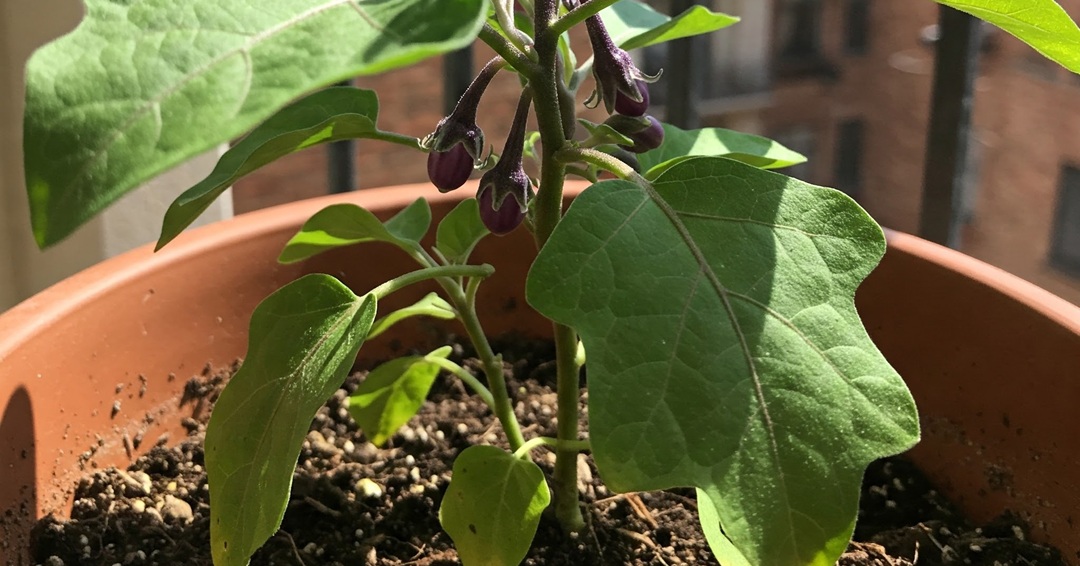 Baby Eggplants