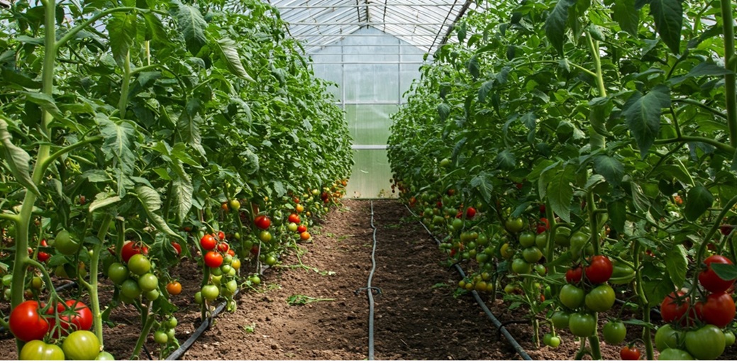 How to Grow Tomatoes in a Greenhouse