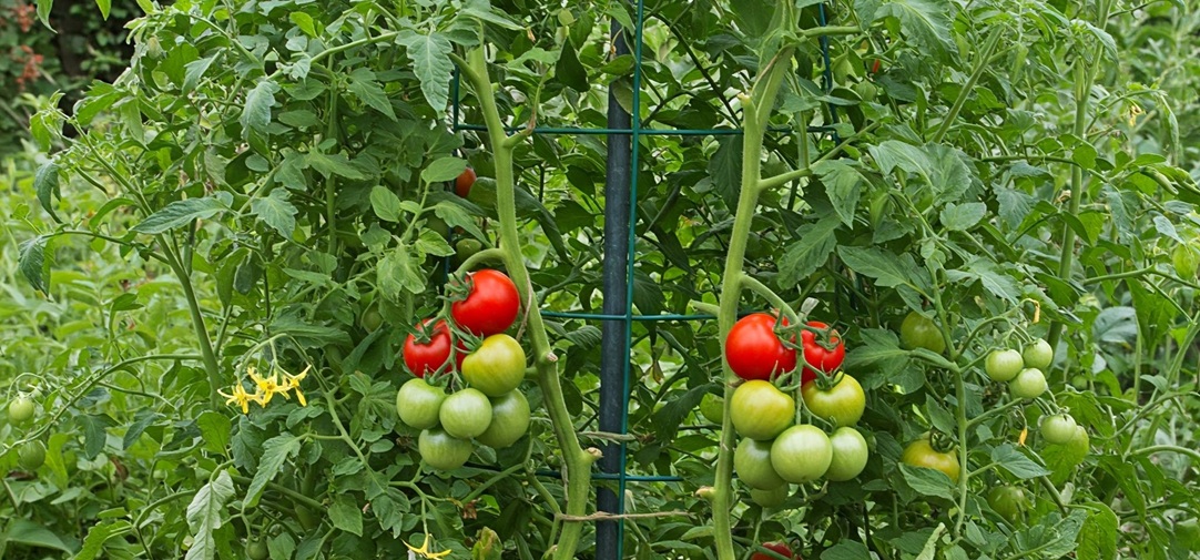 Indeterminate (Vine) Tomatoes