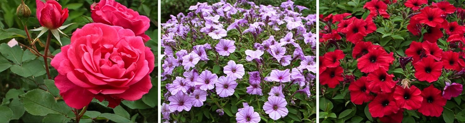 A Comprehensive Guide to Over-watering Plant Problems 6 Roses, Petunias