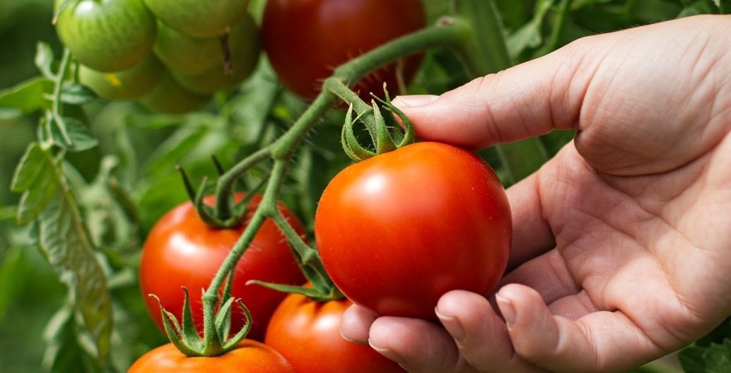 When and How to Harvest Tomatoes