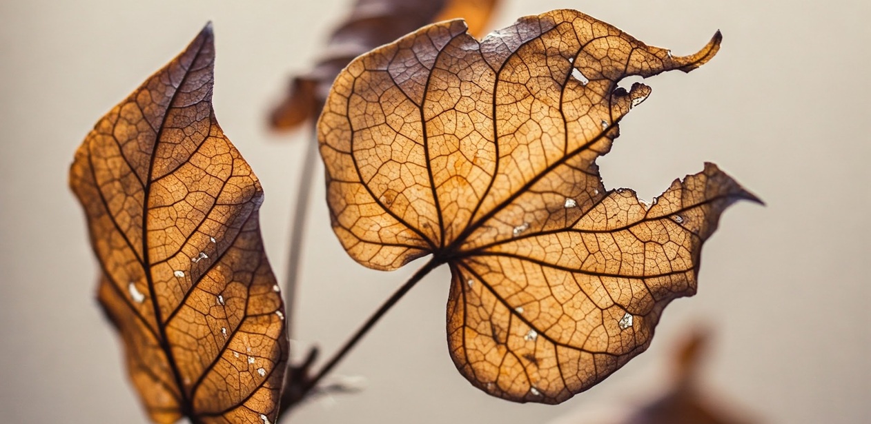 Dehydration vs. Overwatering