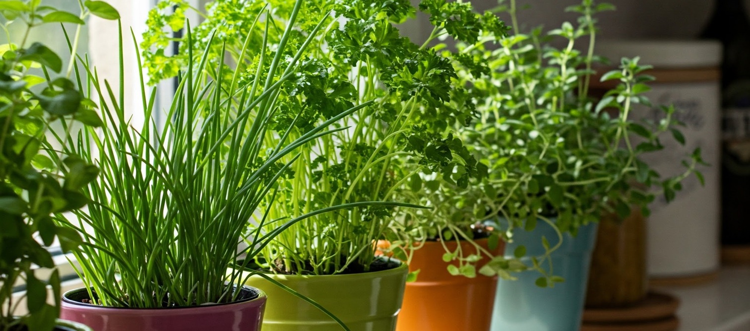 Indoor Herb Gardens