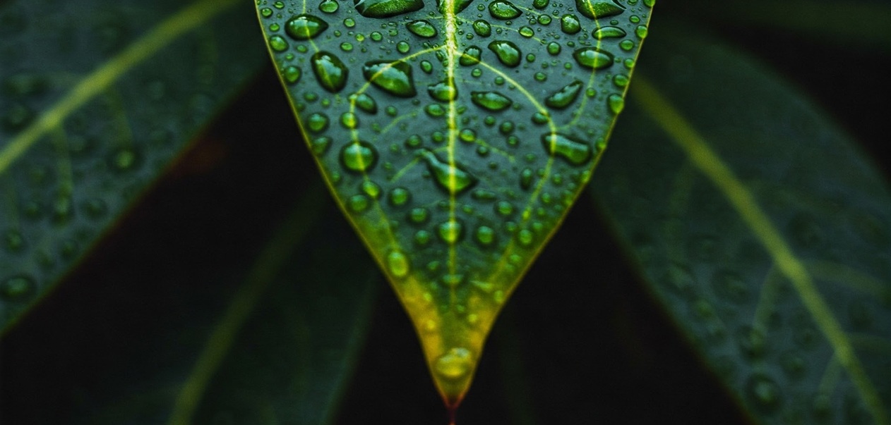 Observe Leaf Behavior