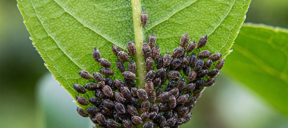 Scale insects