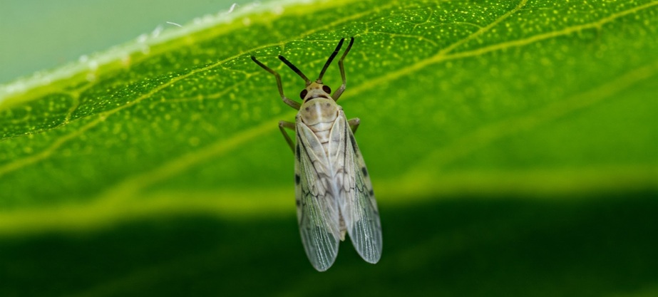 Whitefly